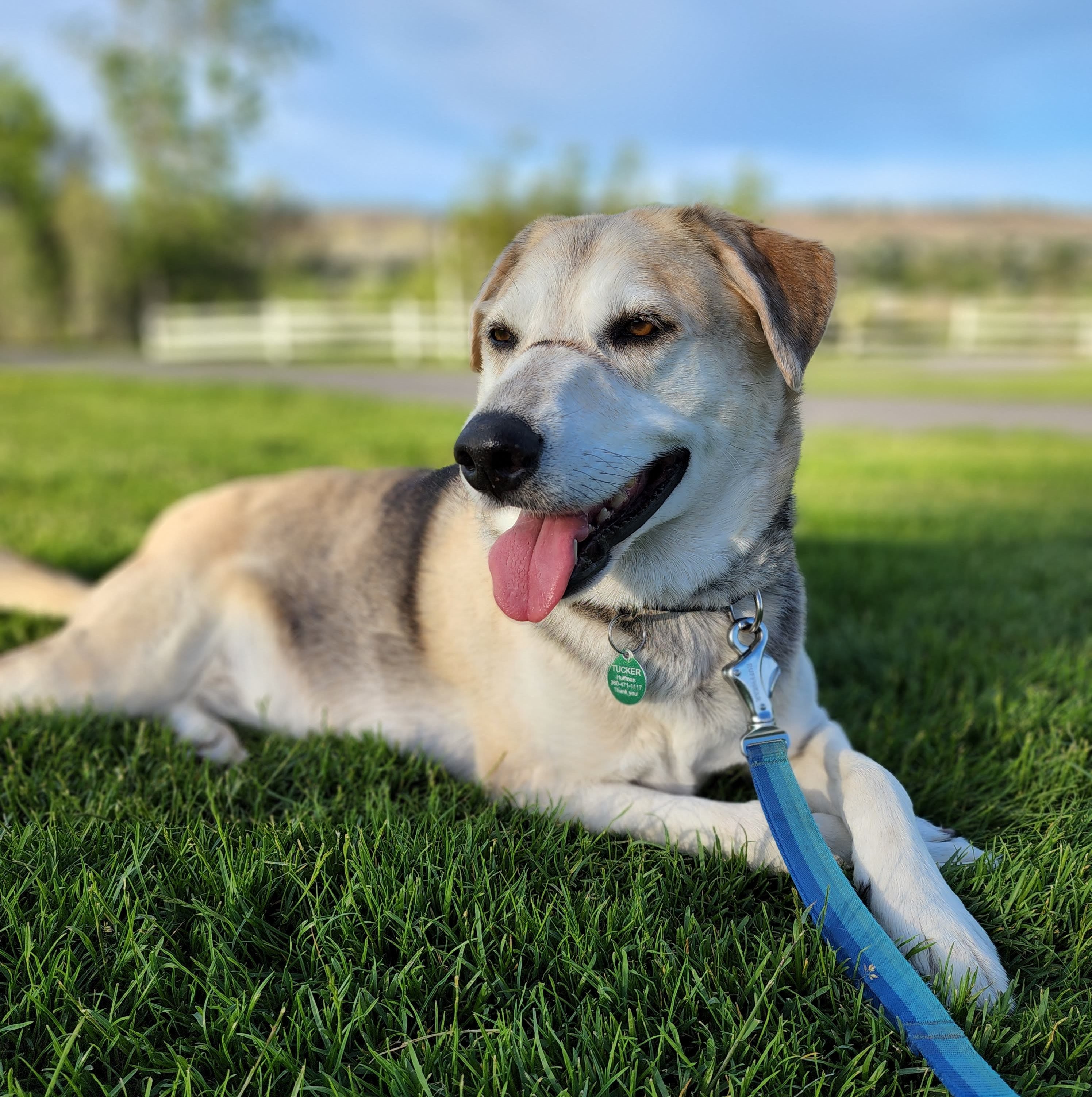Dog resting on grass